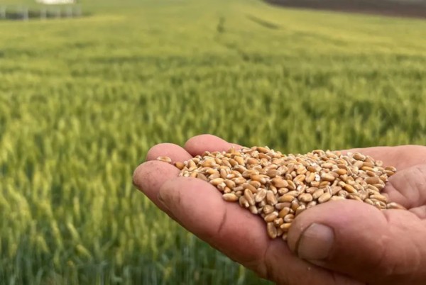 Endüstri Bitkileri Yetiştiriciliği Eğitimi Nedir?