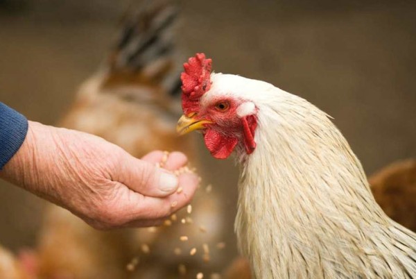 Tavuk Yetiştiriciliği Eğitimi Nedir?