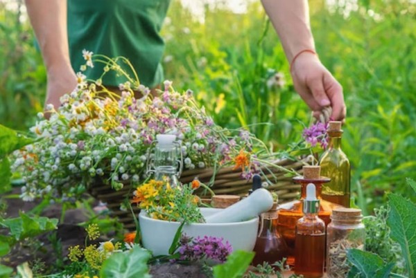 Tıbbi Aromatik Bitki Yetiştiriciliği Eğitimi Nedir?